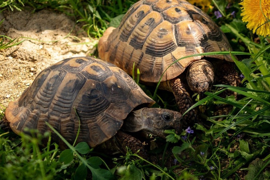 L'ONF s'inquiète du sort des tortues du massif des Maures